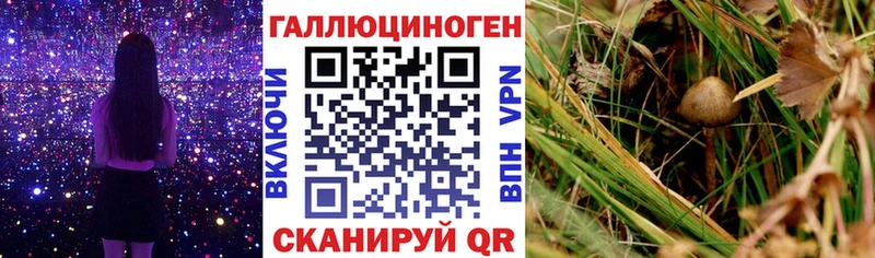 сколько стоит  Зубцов  Псилоцибиновые грибы Psilocybe 